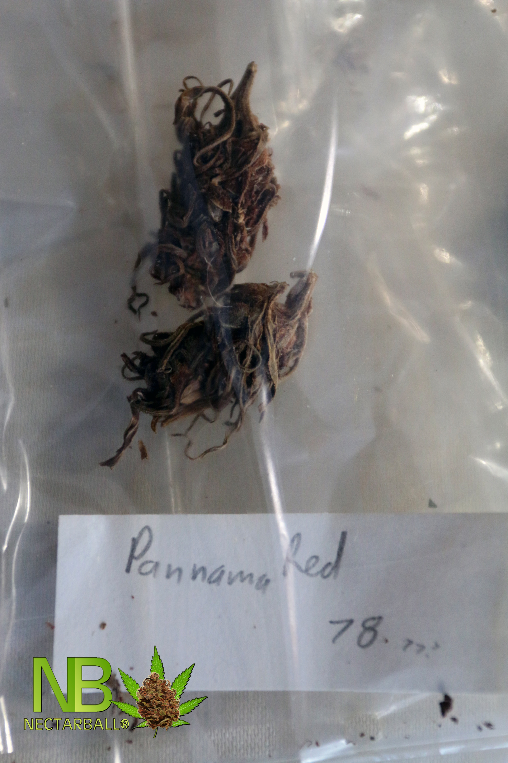 Humidity for germinating pot Panama Red plant 